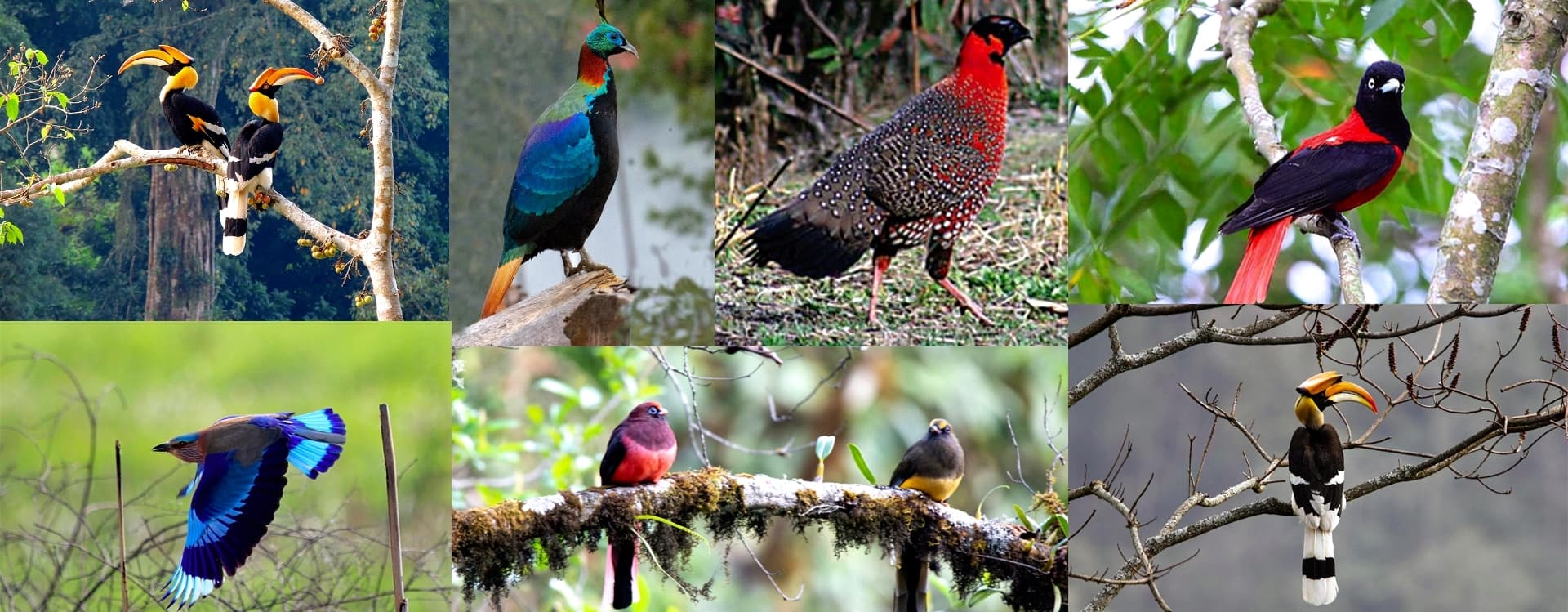 Bhutan’s Top Bird Watching Spots